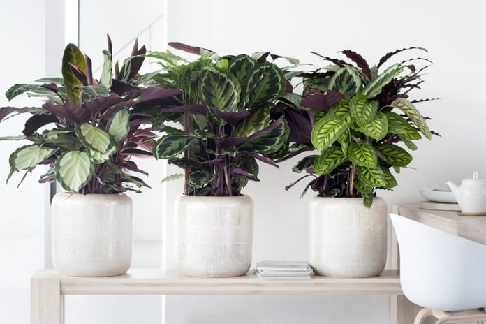 Top 10 Indoor Plants