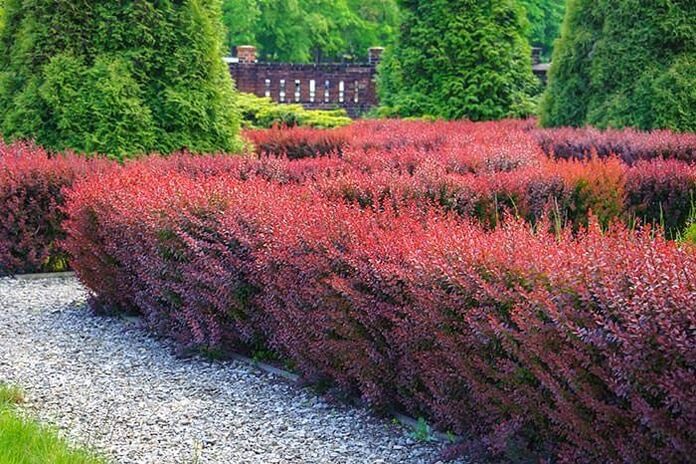 Crimson Bush