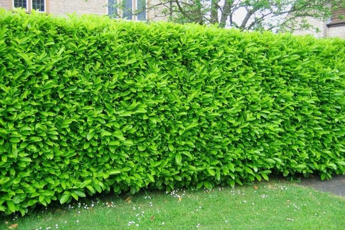 Laurel Hedge