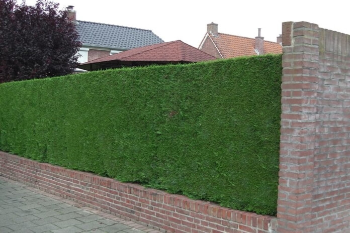 Fast-growing Hedge