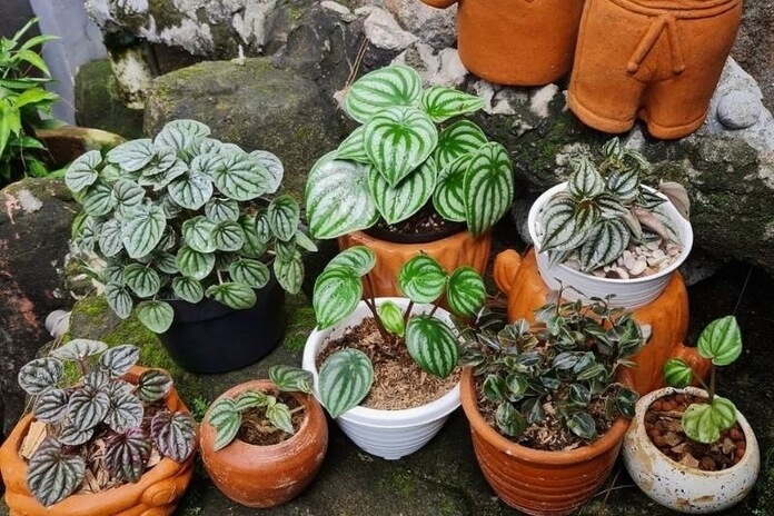 Top 10 Indoor Plants