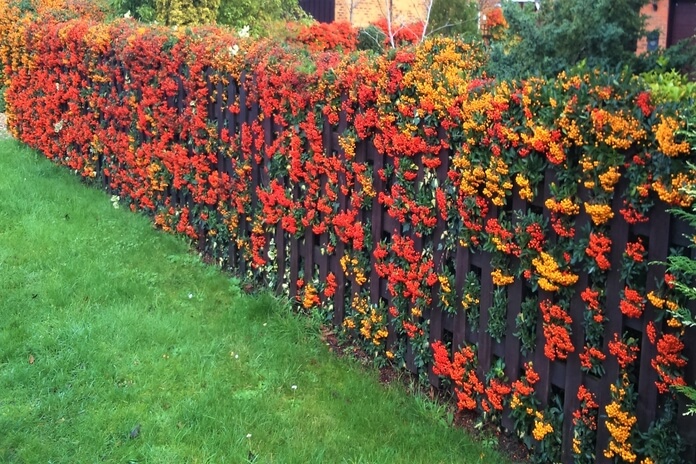 Pyracantha Hedge