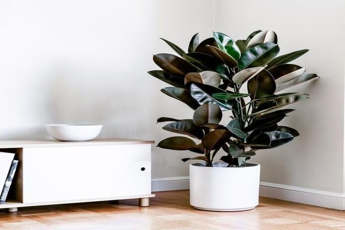 Top 10 Indoor Plants