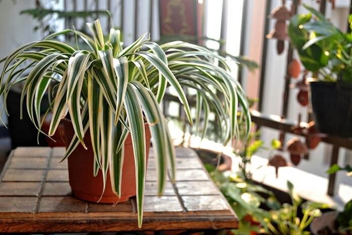 Top 10 Indoor Plants